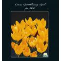 Baltus Crocus Grootbloemig Geel bloembollen per 500 stuks